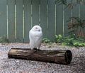 Snowy owl (male).<br />July 15, 2015 - Vermont Institute of Natural Science, Quechee, Vermont.