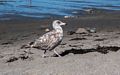 Scavenger on the loose.<br />July 16, 2015 - At Short Sands Beach in York, Maine.