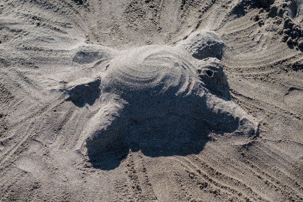 Miranda's turtle.<br />July 16, 2015 - At Short Sands Beach in York, Maine.