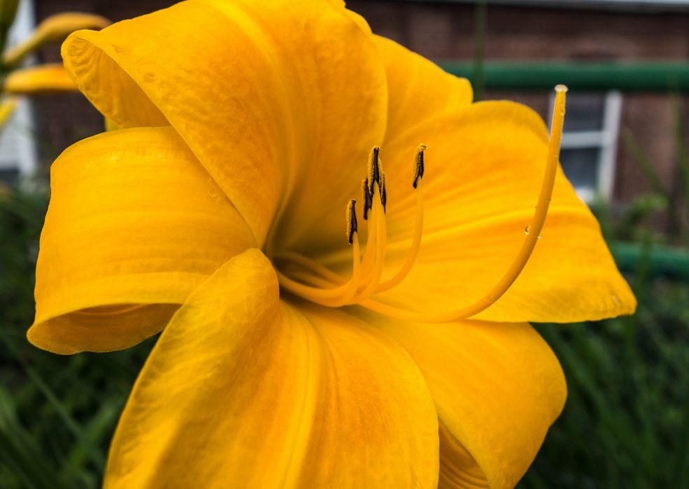 On the Bridge of Flowers.<br />July 26, 2015 - Shelburne Falls, Massachusetts.