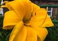 On the Bridge of Flowers.<br />July 26, 2015 - Shelburne Falls, Massachusetts.