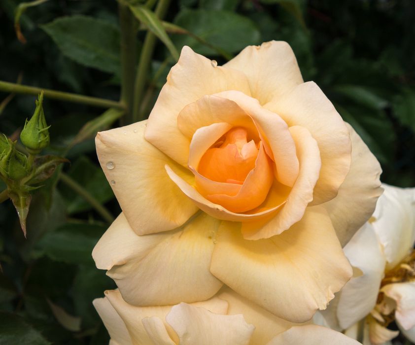 On the Bridge of Flowers.<br />July 26, 2015 - Shelburne Falls, Massachusetts.