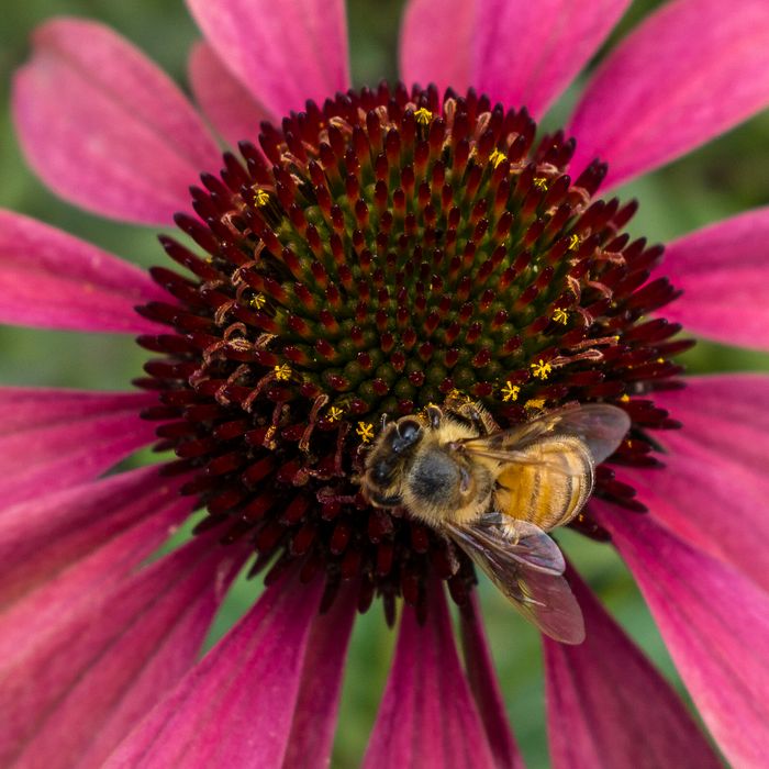 On the Bridge of Flowers.<br />July 26, 2015 - Shelburne Falls, Massachusetts.