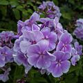 On the Bridge of Flowers.<br />July 26, 2015 - Shelburne Falls, Massachusetts.