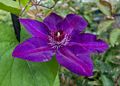 On the Bridge of Flowers.<br />July 26, 2015 - Shelburne Falls, Massachusetts.