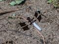 Dragonfly at the town dump.<br />Aug. 1, 2015 - Merrimac, Massachusetts.