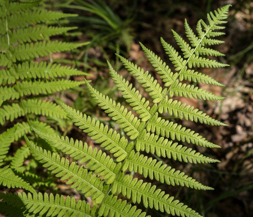 Fern.<br />Aug. 10, 2015 - Maudslay State Park, Newburyport, Massachusetts.