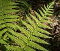 Fern.<br />Aug. 10, 2015 - Maudslay State Park, Newburyport, Massachusetts.