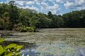 The dammed up Artichocke River above Curson's Mill.<br />Aug. 10, 2015 - Maudslay State Park, Newburyport, Massachusetts.