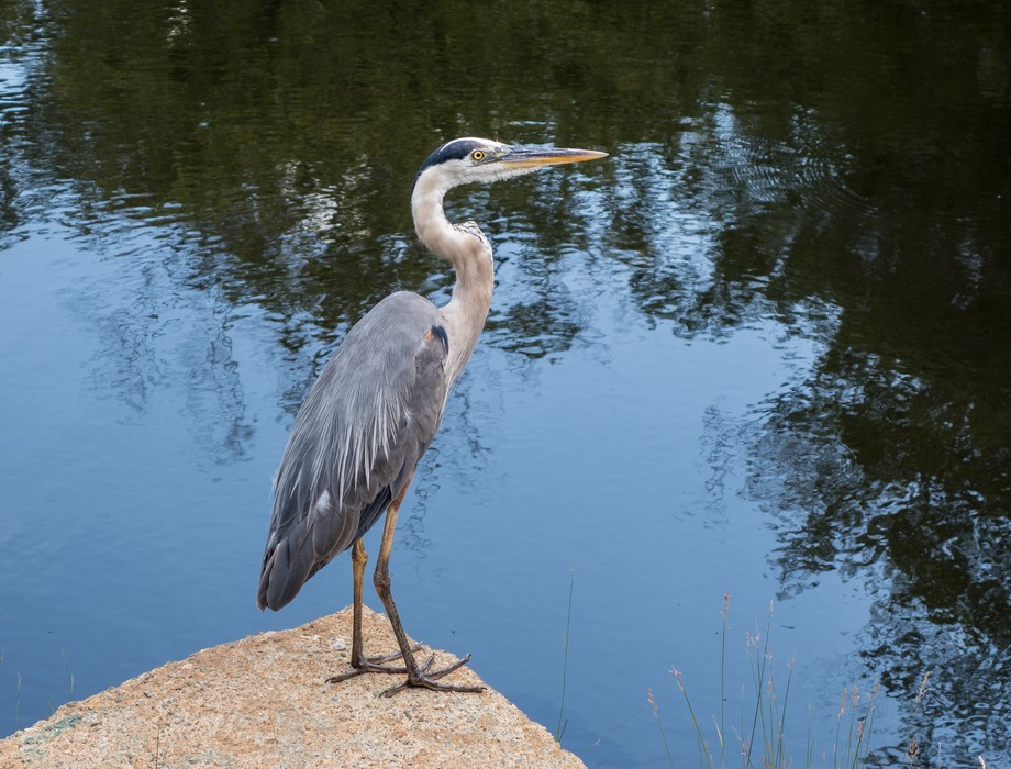 Great blue heron at Curzon's Mill.<br />Aug. 10, 2015 - Maudslay State Park, Newburyport, Massachusetts.