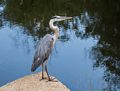 Great blue heron at Curzon's Mill.<br />Aug. 10, 2015 - Maudslay State Park, Newburyport, Massachusetts.