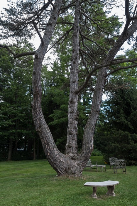 Tree in front of Ventfort Hall.<br />Aug. 15, 2015 - Lenox, Massachusetts.