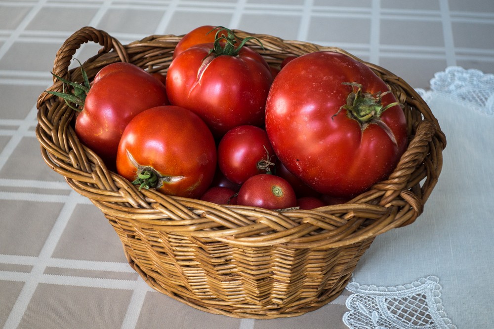 Paul's tomatoes.<br />Aug. 20, 2015 - At home in Merrimac, Massachusetts.