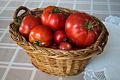 Paul's tomatoes.<br />Aug. 20, 2015 - At home in Merrimac, Massachusetts.