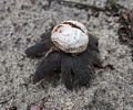 Sand star puffball.<br />Theo Jansen's Strandbeests.<br />Aug. 22, 2015 - Cranes Beach, Ipswich, Massachusetts.