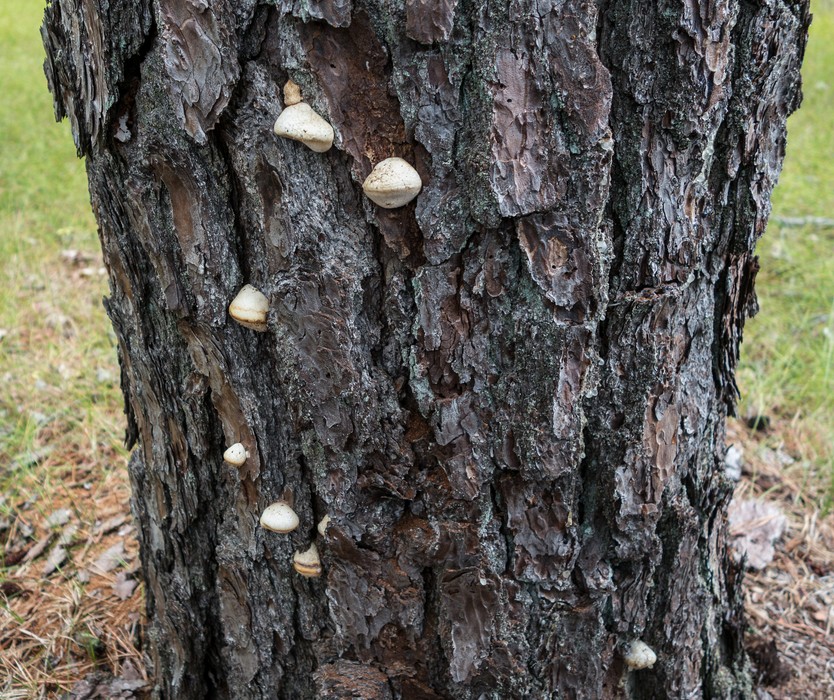 The something seems some kind of tree fungus.<br />Theo Jansen's Strandbeests.<br />Aug. 22, 2015 - Cranes Beach, Ipswich, Massachusetts.