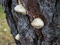 Closeup of the tree fungus.<br />Theo Jansen's Strandbeests.<br />Aug. 22, 2015 - Cranes Beach, Ipswich, Massachusetts.