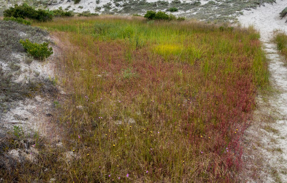 Color in the dunes.<br />Theo Jansen's Strandbeests.<br />Aug. 22, 2015 - Cranes Beach, Ipswich, Massachusetts.