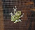 Grey tree frog.<br />Sept. 5, 2015 - At home in Merrimac, Massachusetts.