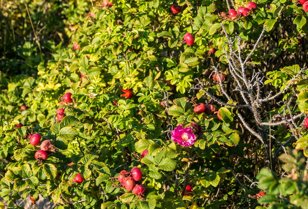 Rose hips at Otter Point.<br />Sept. 16, 2015 - Acadia National Park, Mt. Desert Island, Maine.