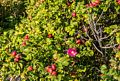 Rose hips at Otter Point.<br />Sept. 16, 2015 - Acadia National Park, Mt. Desert Island, Maine.