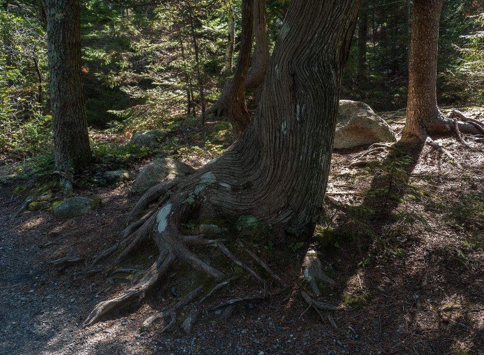 Tree along Jordan Pond Path.<br />Sept. 17, 2015 - Acadia National Park, Mt. Desert Island, Maine.