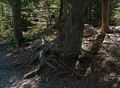 Tree along Jordan Pond Path.<br />Sept. 17, 2015 - Acadia National Park, Mt. Desert Island, Maine.