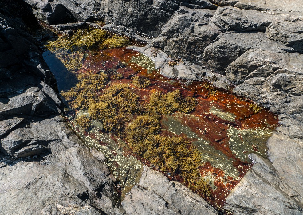 Tidal pool at Schooner Head Overlook.<br />Sept. 18, 2015 - Acadia National Park, Mt. Desert Island, Maine.