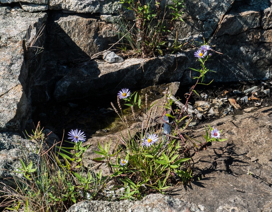 Asters on rocks below Schooner Head Overlook.<br />Sept. 18, 2015 - Acadia National Park, Mt. Desert Island, Maine.