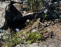 Asters on rocks below Schooner Head Overlook.<br />Sept. 18, 2015 - Acadia National Park, Mt. Desert Island, Maine.