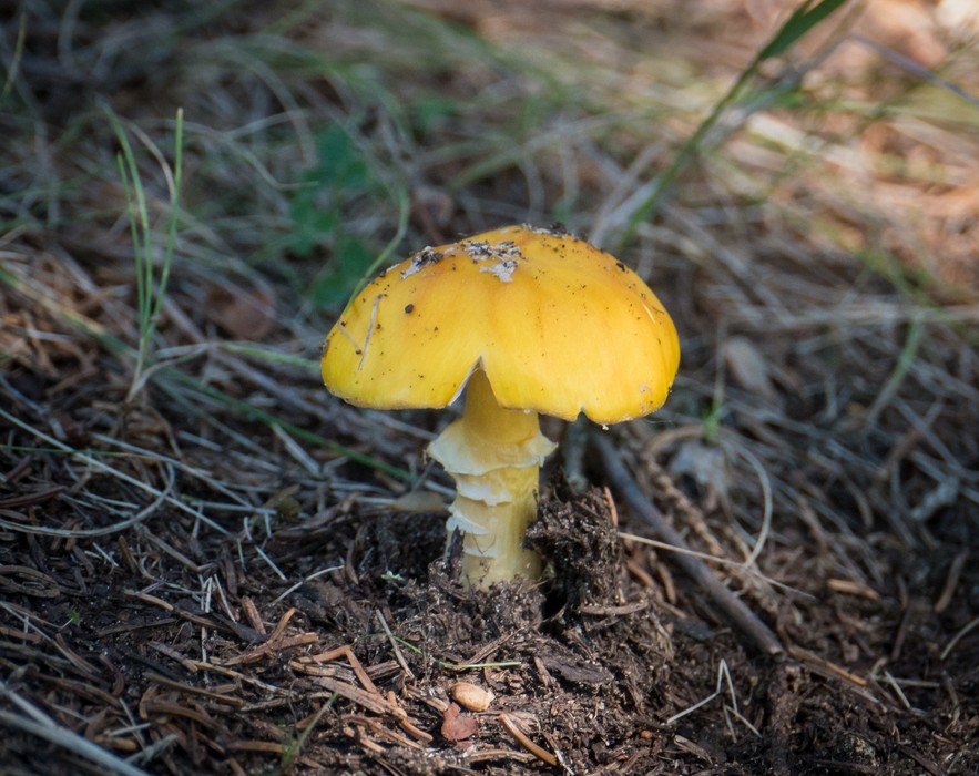 Mushroom along Great Head Trail.<br />Sept. 18, 2015 - Acadia National Park, Mt. Desert Island, Maine.