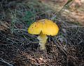 Mushroom along Great Head Trail.<br />Sept. 18, 2015 - Acadia National Park, Mt. Desert Island, Maine.