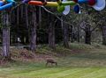 A boy pointed out the deer to Joyce and me as we were checking out the artwork.<br />Sep. 22, 2015 - Maudslay State Park, Newburyport, Massachusetts.