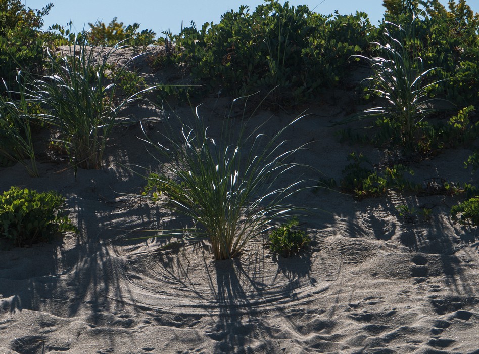 Beachgrass, wind, and sunshine.<br />Sep. 24, 2015 - Parker River National Wildlife Refuge, Plum Island, Massachusetts.