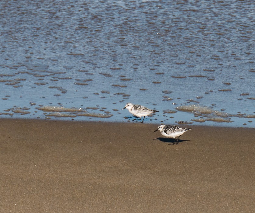 Two little seashore birds (sanderlings?).<br />fSep. 24, 2015 - Parker River National Wildlife Refuge, Plum Island, Massachusetts.