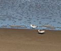 Two little seashore birds (sanderlings?).<br />fSep. 24, 2015 - Parker River National Wildlife Refuge, Plum Island, Massachusetts.
