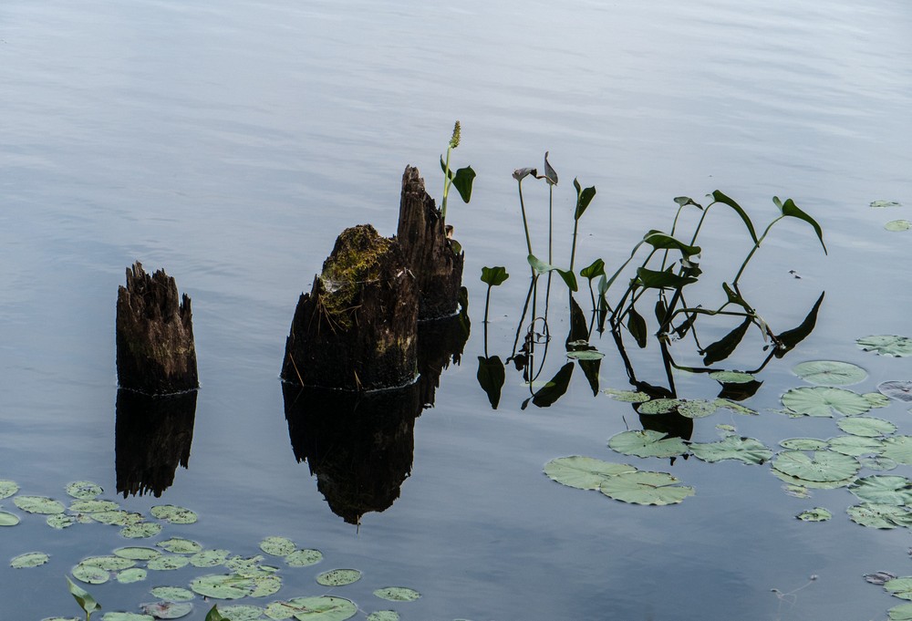 Round Pond.<br />A six mile hike with Joyce.<br />Sep. 25, 2015 - Pawtuckaway State Park, Nottingham, New Hampshire.