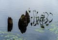 Round Pond.<br />A six mile hike with Joyce.<br />Sep. 25, 2015 - Pawtuckaway State Park, Nottingham, New Hampshire.