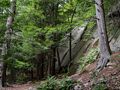 Along Boulder Trail.<br />A six mile hike with Joyce.<br />Sep. 25, 2015 - Pawtuckaway State Park, Nottingham, New Hampshire.