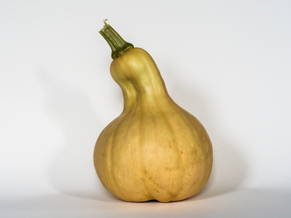 Paul's butternut squash.<br />Oct. 1, 2015 - At home in Merrimac, Massachusetts.