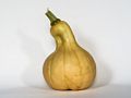 Paul's butternut squash.<br />Oct. 1, 2015 - At home in Merrimac, Massachusetts.