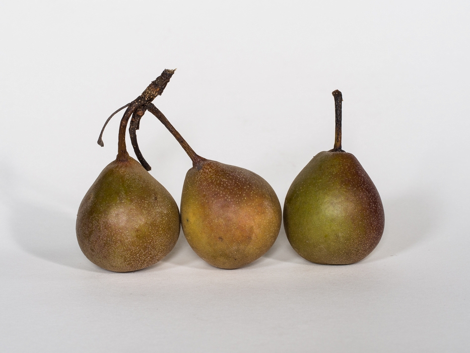Paul's pears.<br />Oct. 1, 2015 - At home in Merrimac, Massachusetts.