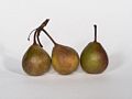 Paul's pears.<br />Oct. 1, 2015 - At home in Merrimac, Massachusetts.