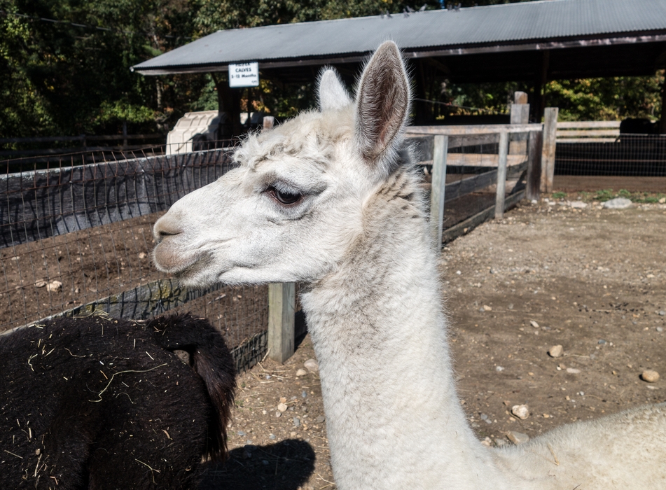 Llama?<br />Oct. 12, 2015 - Great Brook Farm State Park, Carlisle, Massachusetts.