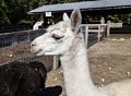 Llama?<br />Oct. 12, 2015 - Great Brook Farm State Park, Carlisle, Massachusetts.