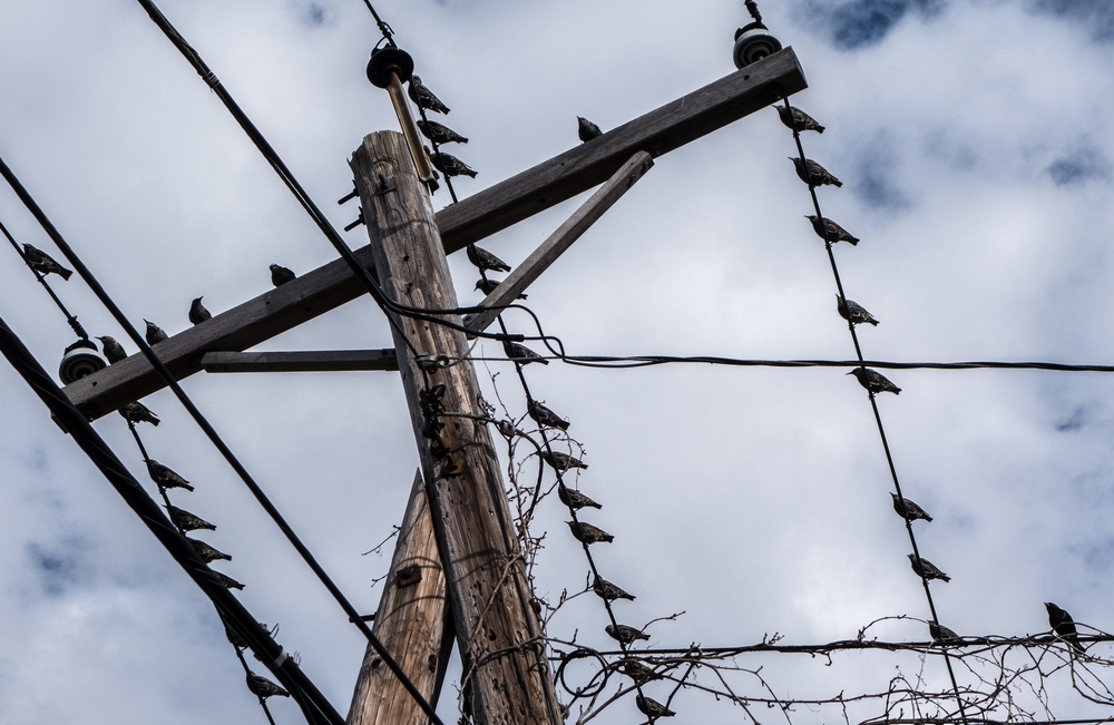 Starlings on power lines.<br />Plum Island Turnpike across from the airport.<br />Oct 17, 2015 - Newbury, Massachusetts