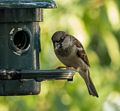 Trying out my new Panasonic FZ1000 camera on a house sparrow.<br />Oct. 20, 2015 - At home in Merrimac, Massachusetts.