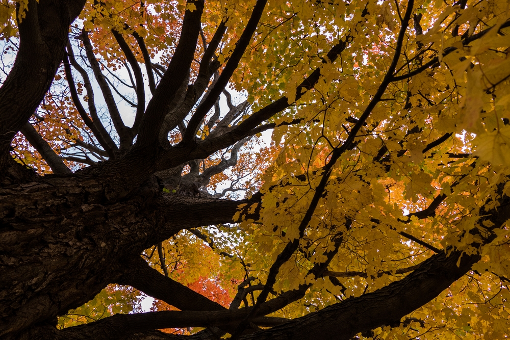 Oct. 22, 2015 - Locust Grove Cemetery, Merrimac, Massachusetts.