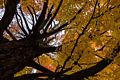 Oct. 22, 2015 - Locust Grove Cemetery, Merrimac, Massachusetts.