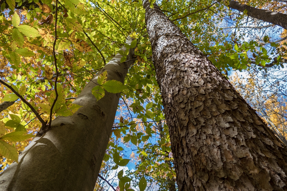 Contrasting bark.<br />Oct. 30, 2015 - Lake Roland Park, Towson, Maryland.